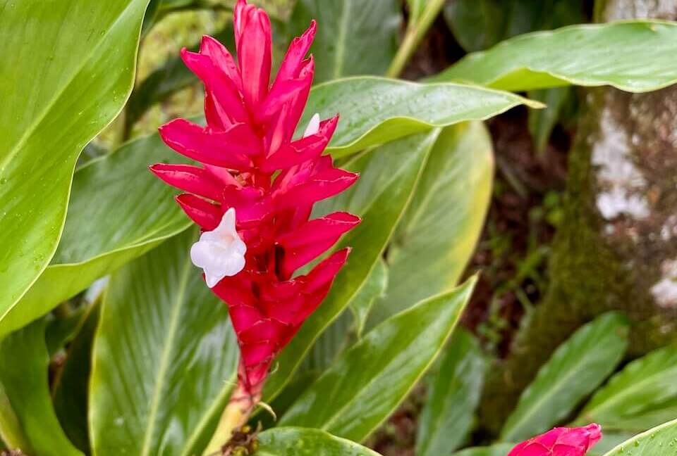 Topanga Villa - Ojochal, Costa Rica