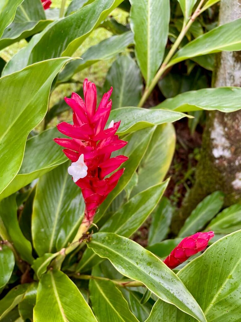 Topanga Villa - Ojochal, Costa Rica