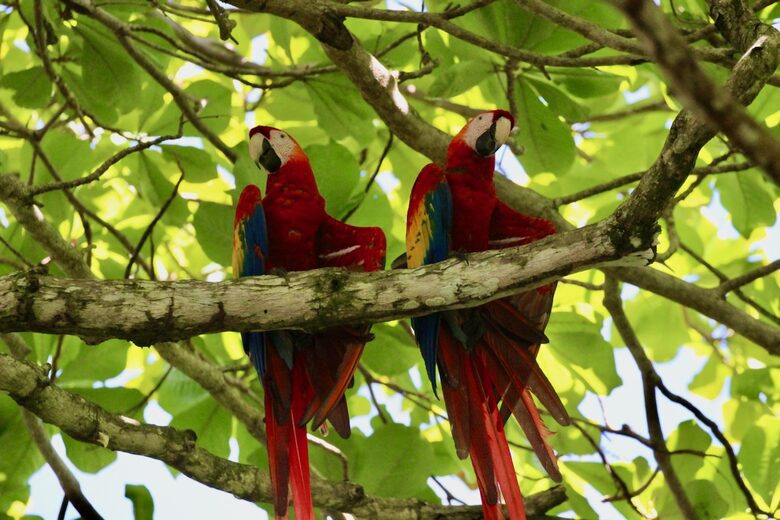 Topanga Villa - Ojochal, Costa Rica