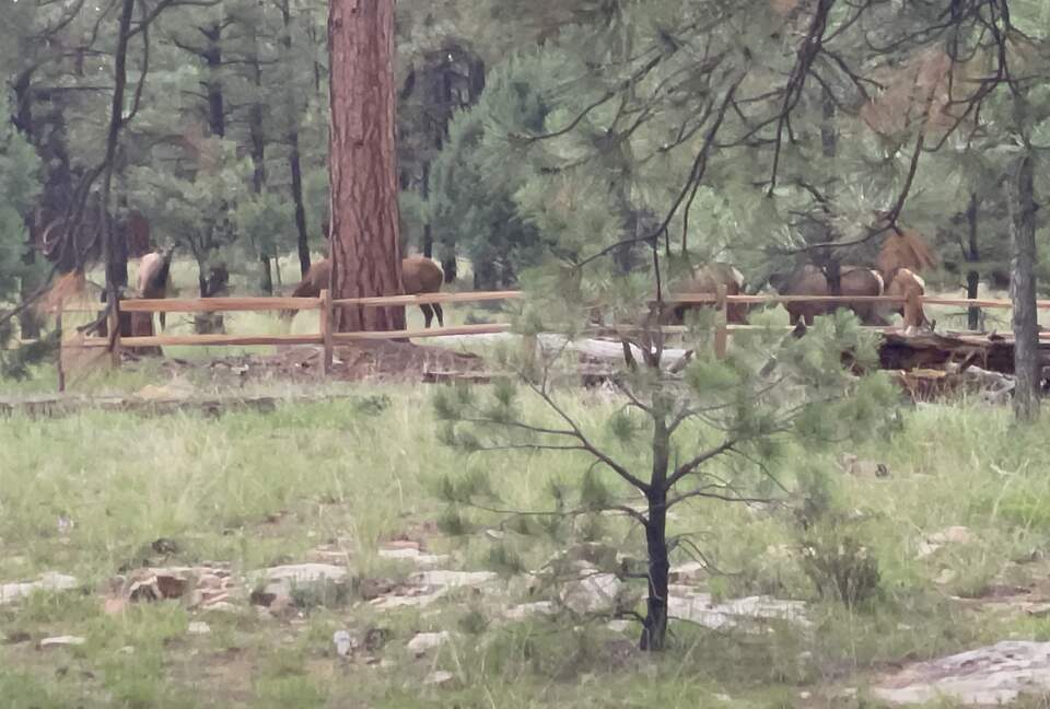 Large, Modern, Brand-new Cabin | On private 6 acres bordering national forest - Happy Jack, Arizona