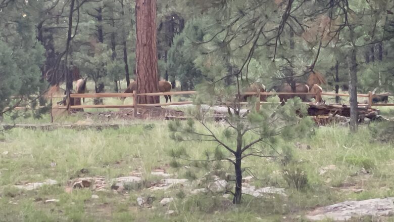 Large, Modern, Brand-new Cabin | On private 6 acres bordering national forest - Happy Jack, Arizona