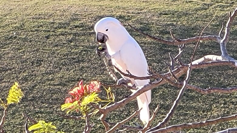 Villa Elena - Humacao, Puerto Rico
