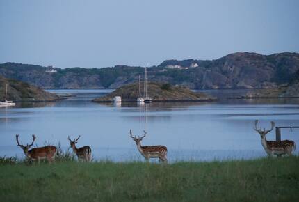 Island Retreat - Hättan, Sweden