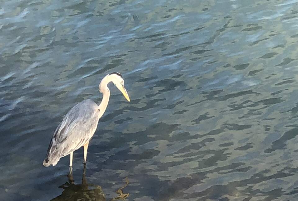 Dolphin's Point on Copano Bay - Rockport, Texas