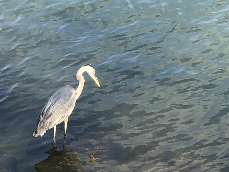 Dolphin's Point on Copano Bay - Rockport, Texas