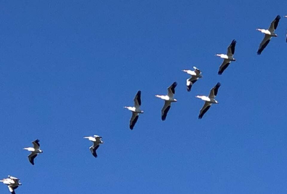 Dolphin's Point on Copano Bay - Rockport, Texas