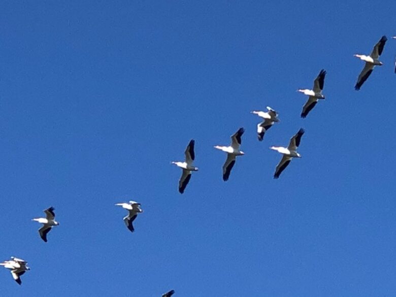Dolphin's Point on Copano Bay - Rockport, Texas