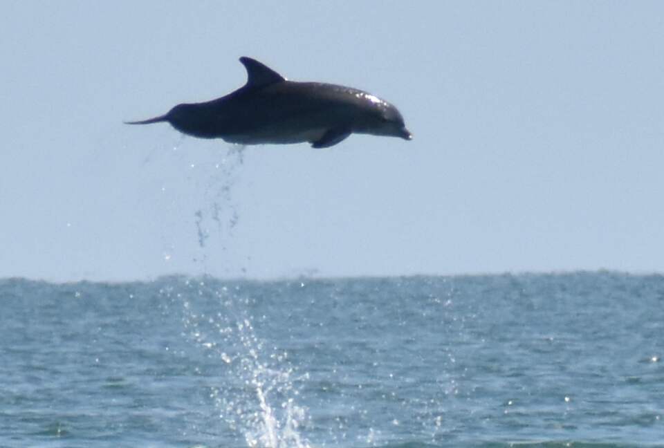 Dolphin's Point on Copano Bay - Rockport, Texas