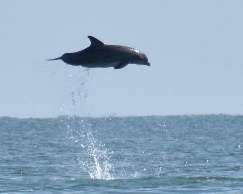 Dolphin's Point on Copano Bay - Rockport, Texas
