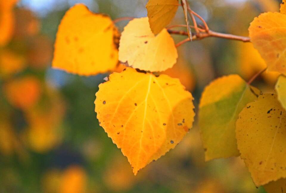 Fall Aspen Leaves off the back deck
