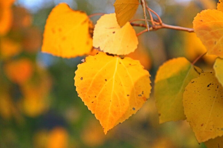 Fall Aspen Leaves off the back deck