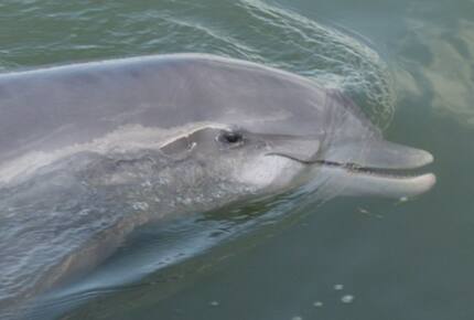 Tree House on Dewees Island - Dewees Island, South Carolina