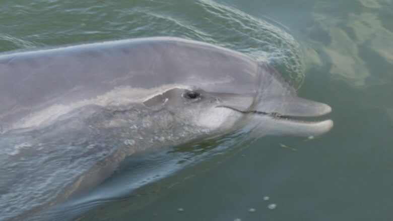 Tree House on Dewees Island - Dewees Island, South Carolina