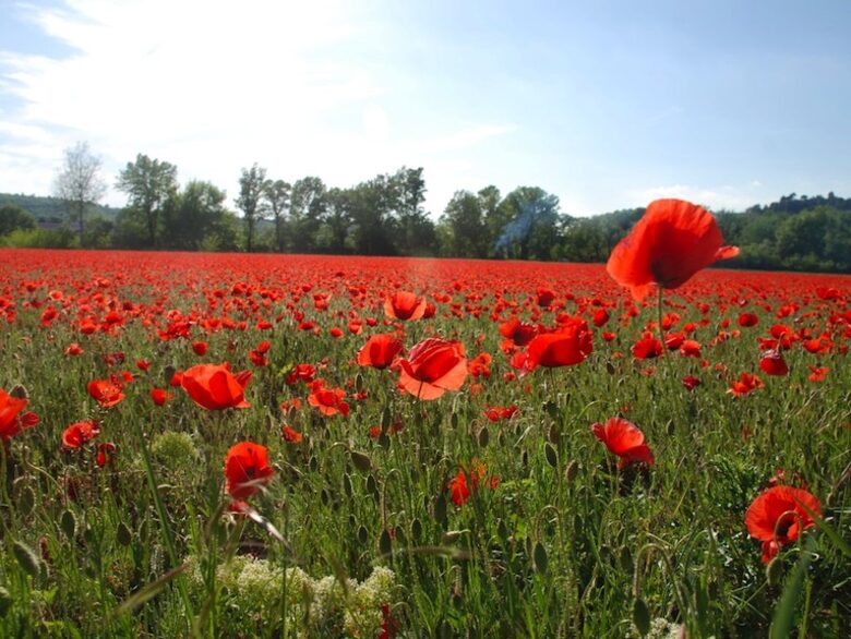 La Source - St Martin de Castillon, France
