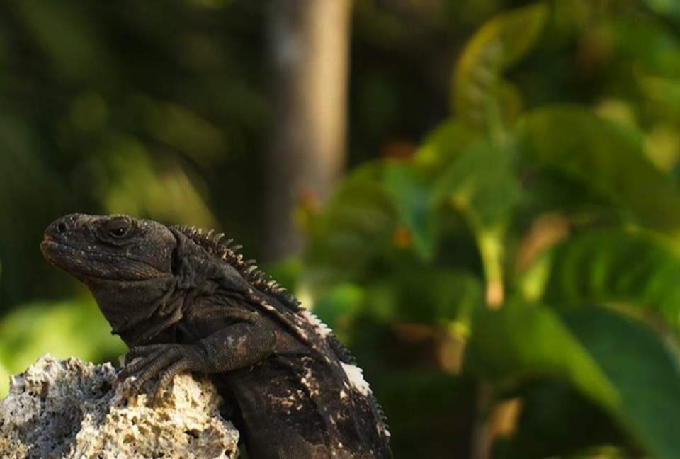 Western Caribbean, Roatan West Bay Beach 2 Bedroom Residence - West Bay Beach, Honduras