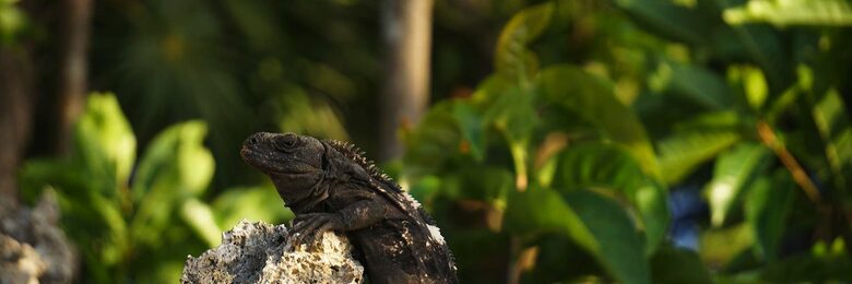 Western Caribbean, Roatan West Bay Beach 2 Bedroom Residence - West Bay Beach, Honduras