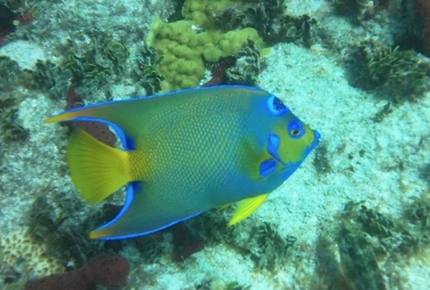 Island Living in the Florida Keys - Duck Key, Florida