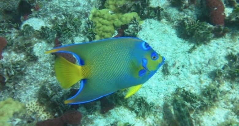 Island Living in the Florida Keys - Duck Key, Florida