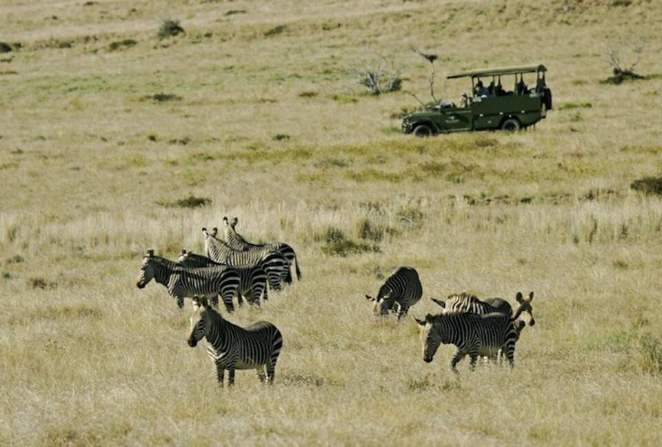 Mount Camdeboo Private Game Reserve (R) - Graaff-Reinet, South Africa
