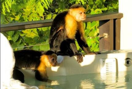 Pacifico Villa - Manuel Antonio, Costa Rica