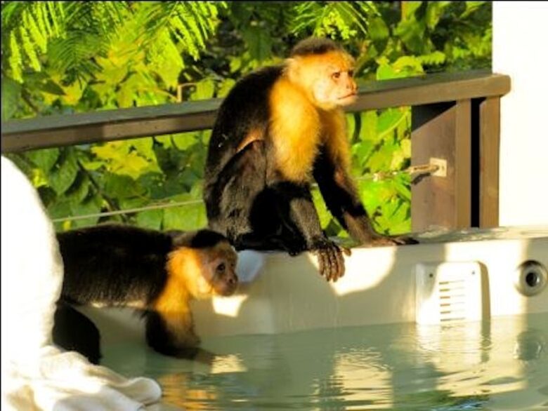 Pacifico Villa - Manuel Antonio, Costa Rica