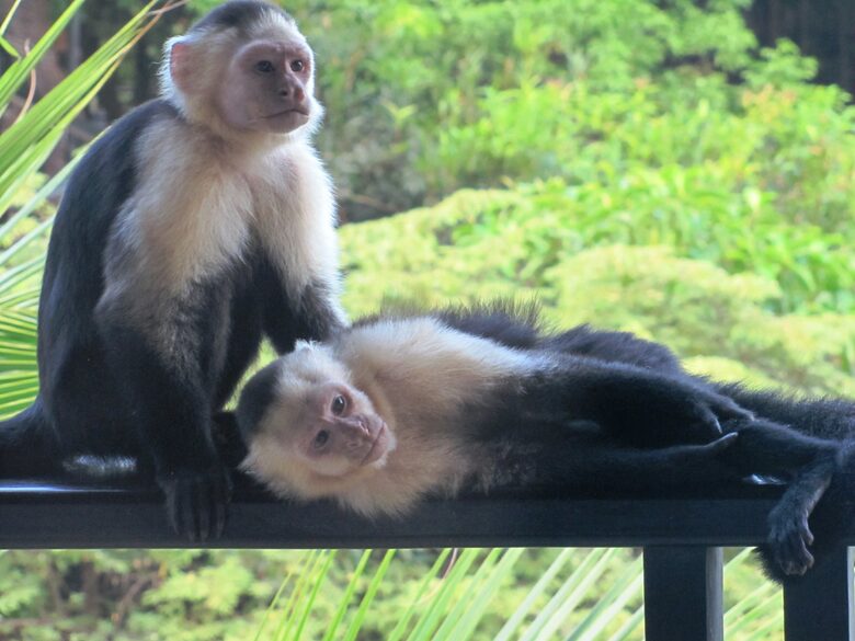 Pacifico Villa - Manuel Antonio, Costa Rica