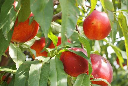 Forest Lodge in the Berkshires - Hillsdale, New York