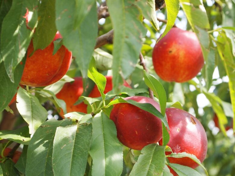 Forest Lodge in the Berkshires - Hillsdale, New York