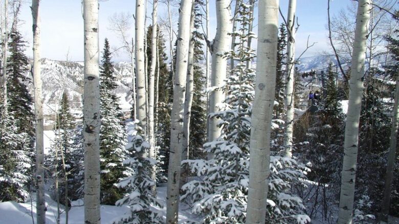 Snowmass Ski-In/Ski-Out - Snowmass Village, Colorado