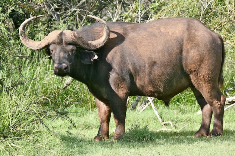 Mount Camdeboo Private Game Reserve (R) - Graaff-Reinet, South Africa