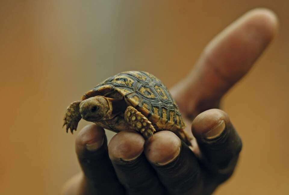 Mount Camdeboo Private Game Reserve (R) - Graaff-Reinet, South Africa