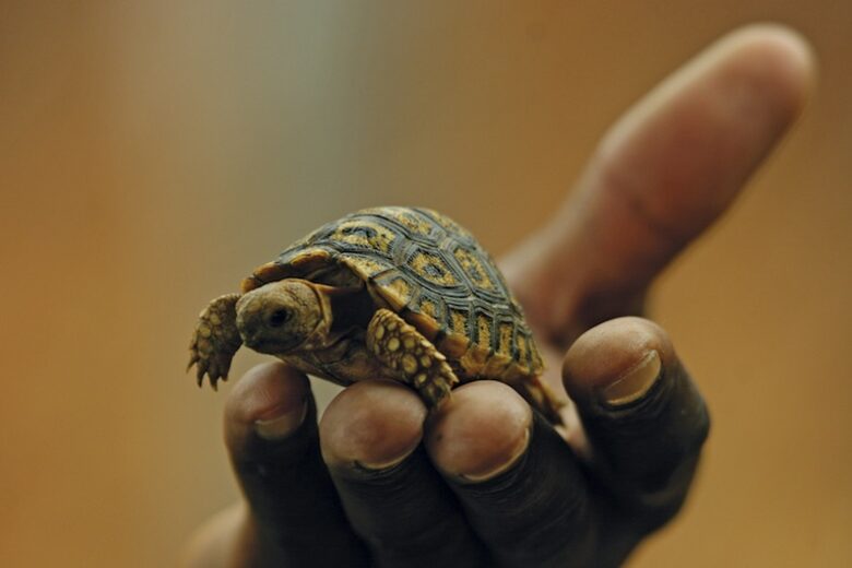Mount Camdeboo Private Game Reserve (R) - Graaff-Reinet, South Africa