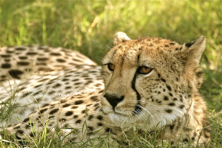 Mount Camdeboo Private Game Reserve (R) - Graaff-Reinet, South Africa