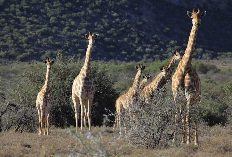 Mount Camdeboo Private Game Reserve (R) - Graaff-Reinet, South Africa