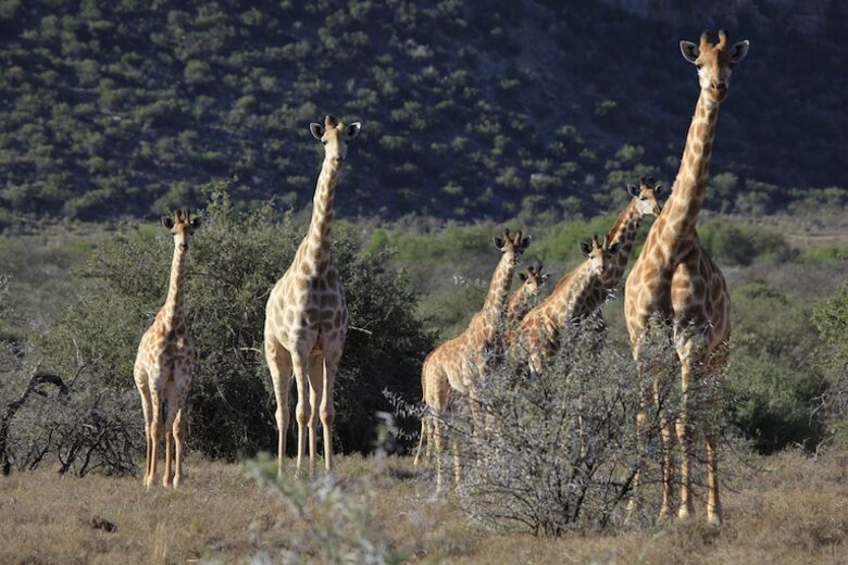 Mount Camdeboo Private Game Reserve (R) - Graaff-Reinet, South Africa