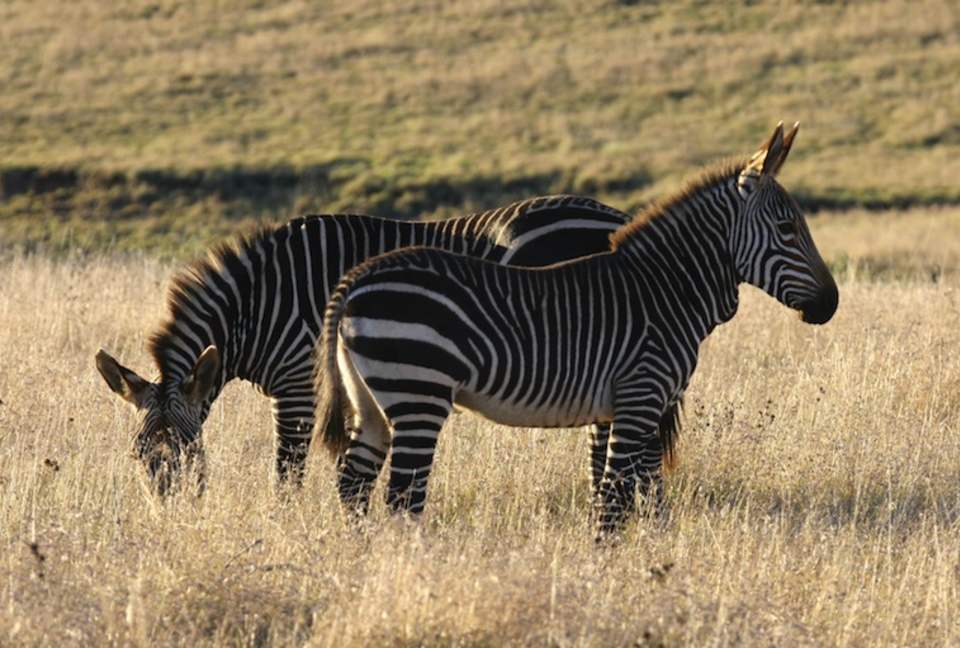 Mount Camdeboo Private Game Reserve (R) - Graaff-Reinet, South Africa