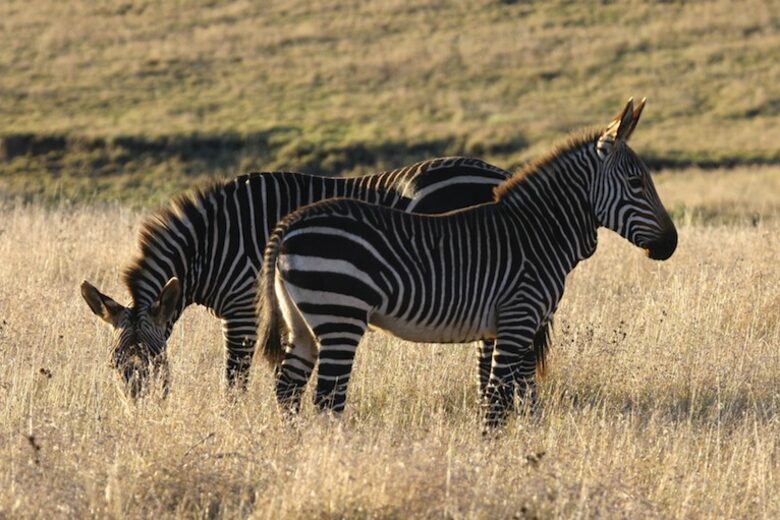 Mount Camdeboo Private Game Reserve (R) - Graaff-Reinet, South Africa