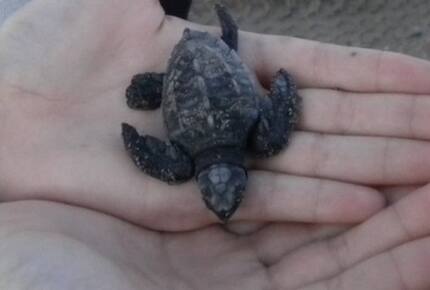 Cortez Penthouse - La Paz, Mexico