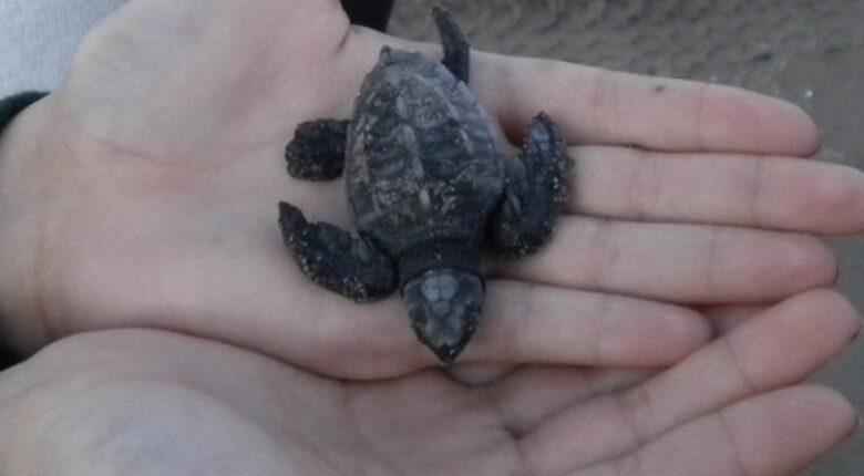 Cortez Penthouse - La Paz, Mexico