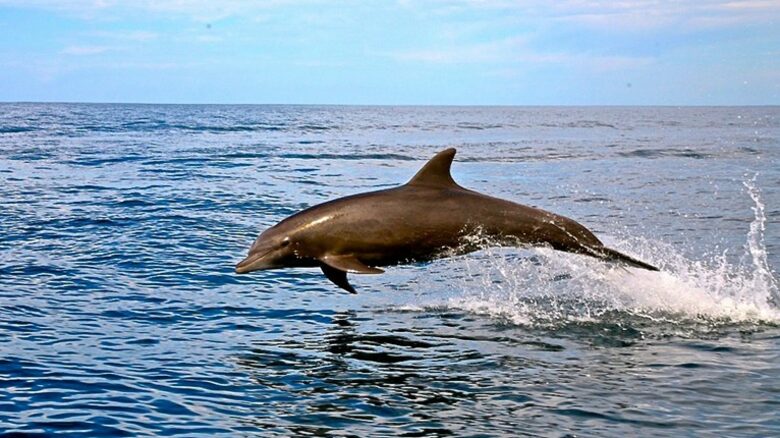 Luxury Ocean View Villa with 5 Star Personalized Service - Playa Samara, Costa Rica