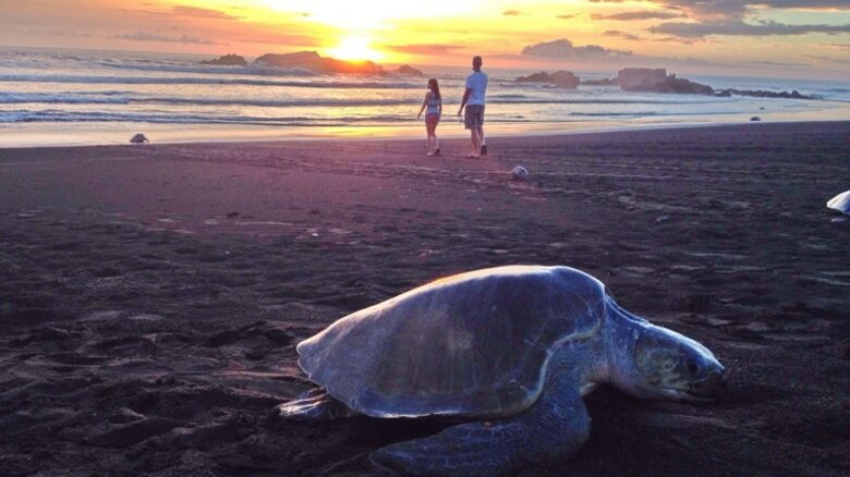 Luxury Ocean View Villa with 5 Star Personalized Service - Playa Samara, Costa Rica