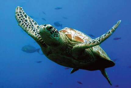 Hale Manoa, Tunnels Beach, Kauai, Hawaii - Haena, Kauai, Hawaii