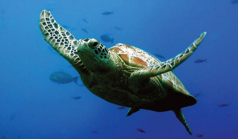 Hale Manoa, Tunnels Beach, Kauai, Hawaii - Haena, Kauai, Hawaii