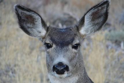 Luxury Mammoth Lodge - Mammoth Lakes, California