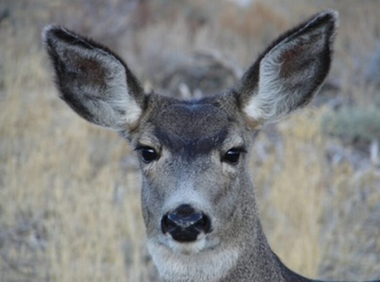 Luxury Mammoth Lodge - Mammoth Lakes, California
