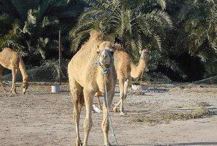 Gold Tower Luxury Flat - Abraj Al Lulu Towers, Bahrain