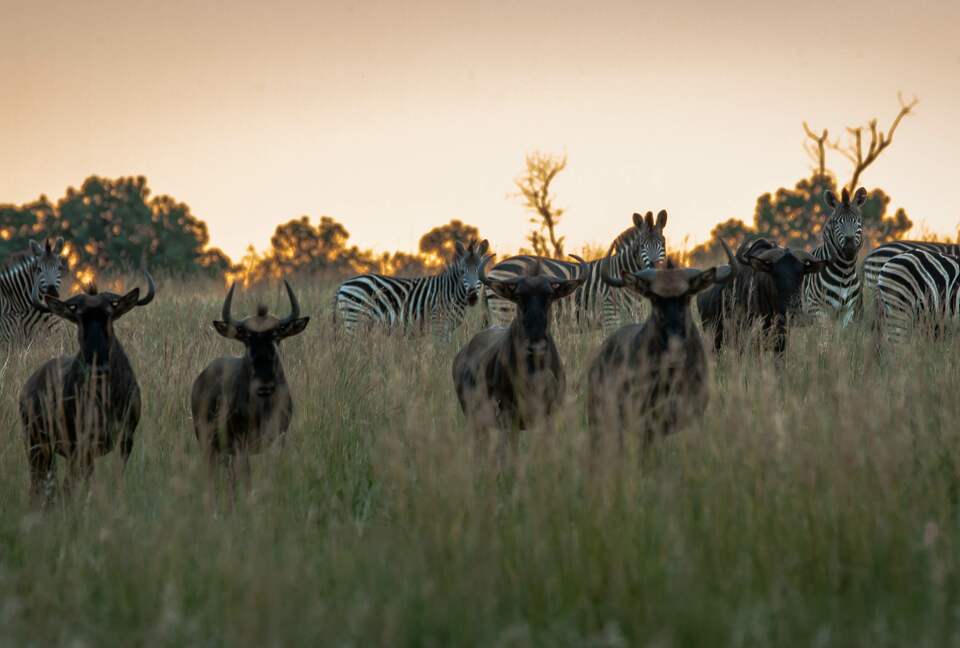Leobo Private Reserve (R) - Vaalwater, South Africa