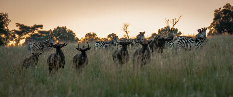 Leobo Private Reserve (R) - Vaalwater, South Africa