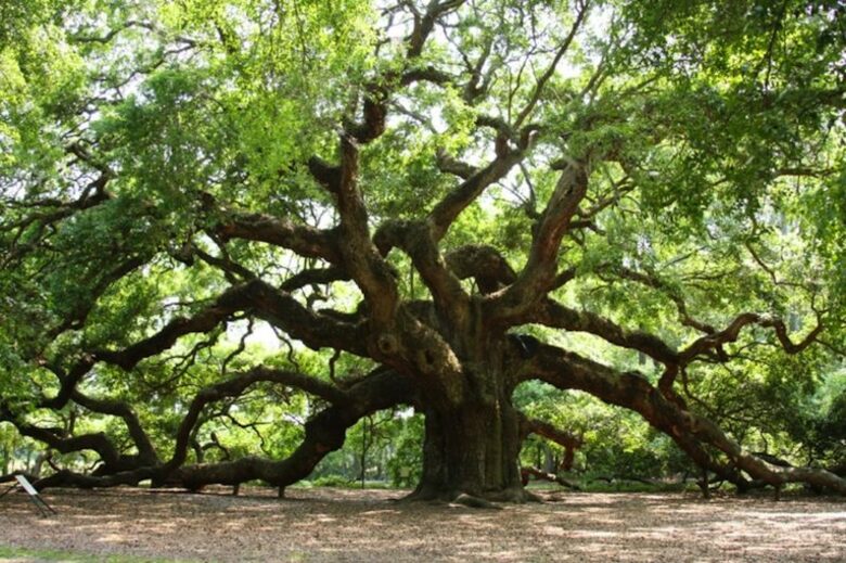 Seabrook Island Place - Seabrook Island, South Carolina