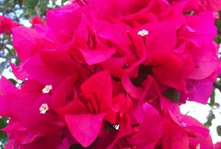 Costa Mar Oceanside Villa - Casa De Campo, Dominican Republic